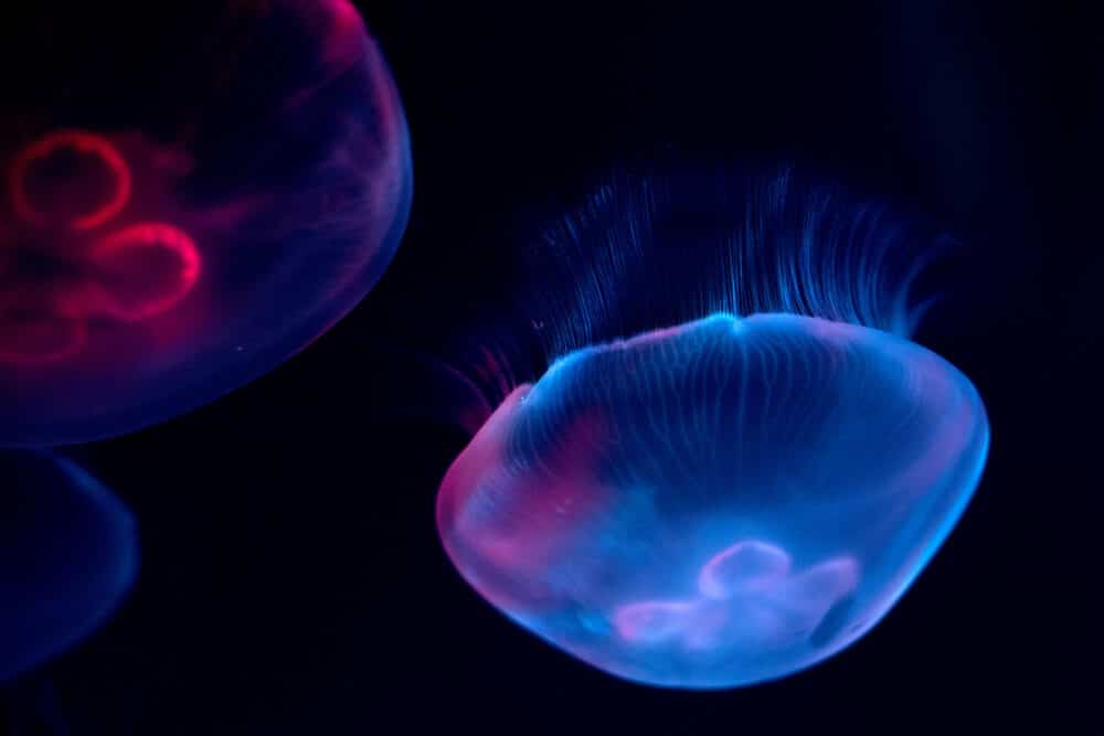 jellyfish isolated on black sea close up detail