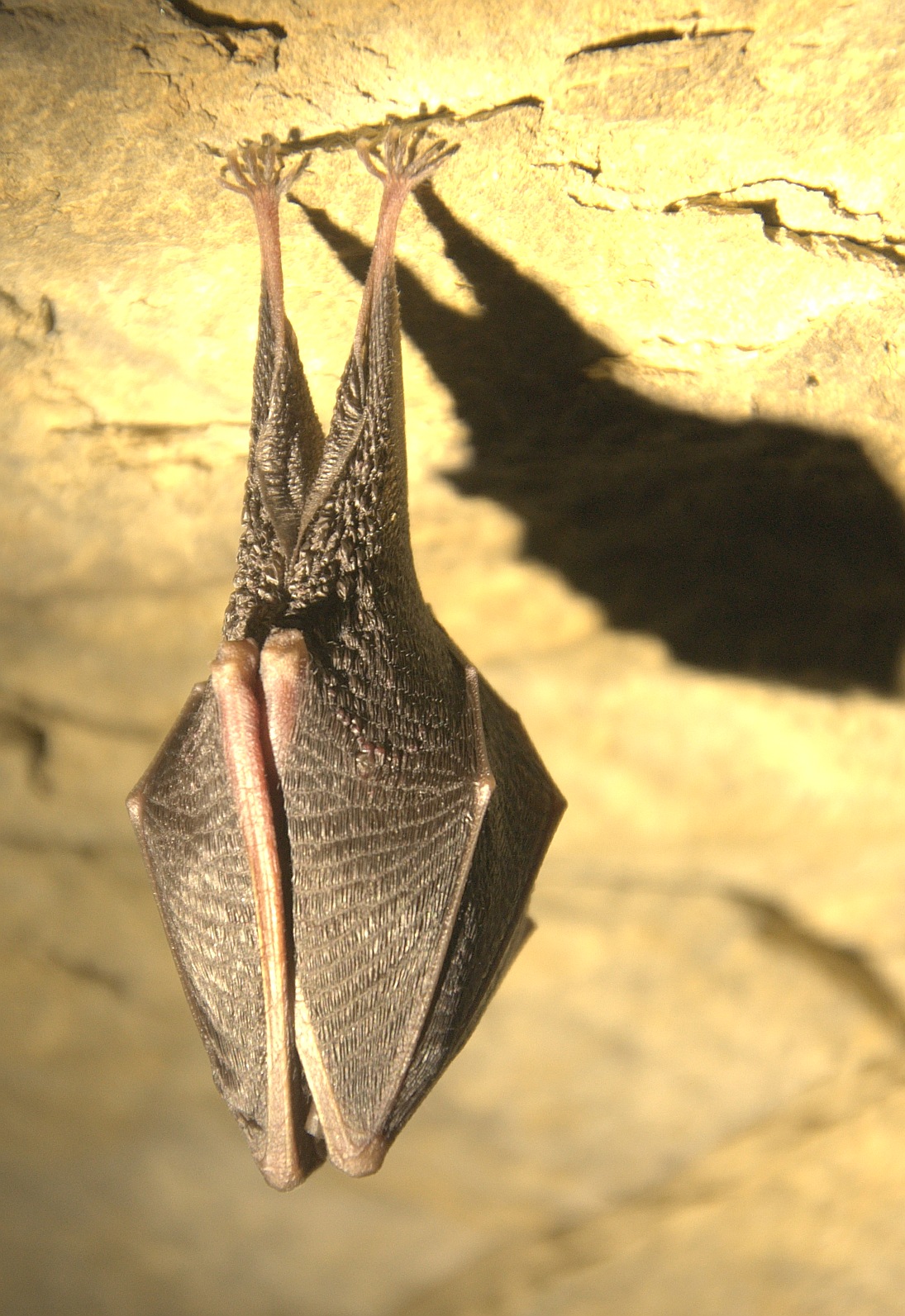 La ⁣Cueva del Murciélago: Descubre los misterios‌ ocultos en su interior