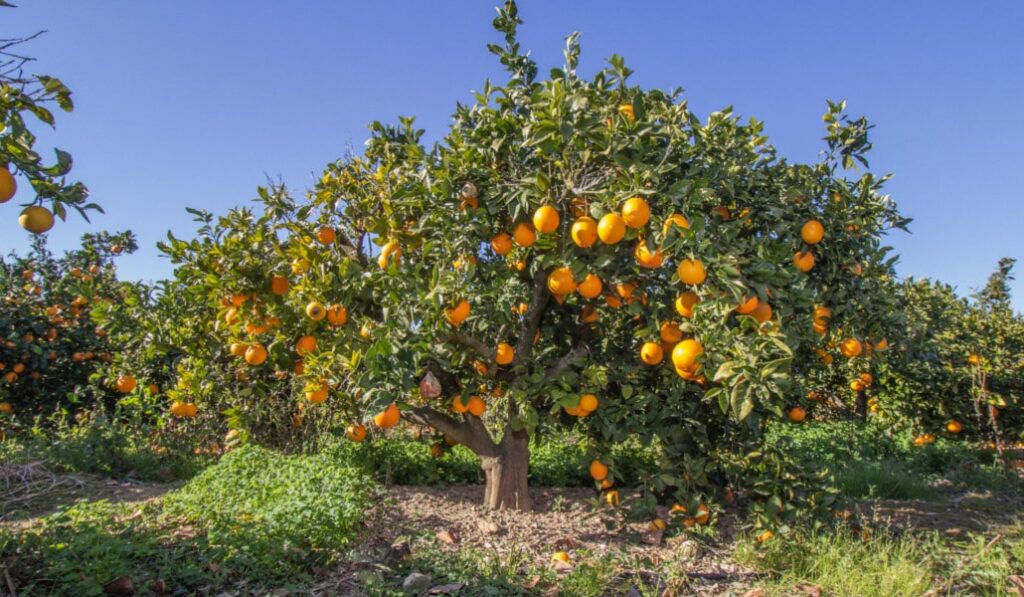 naranjas-valencianas