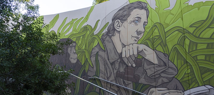 Portada-noticia-mural-Jane-Goodall-en-BIOPARC-Valencia