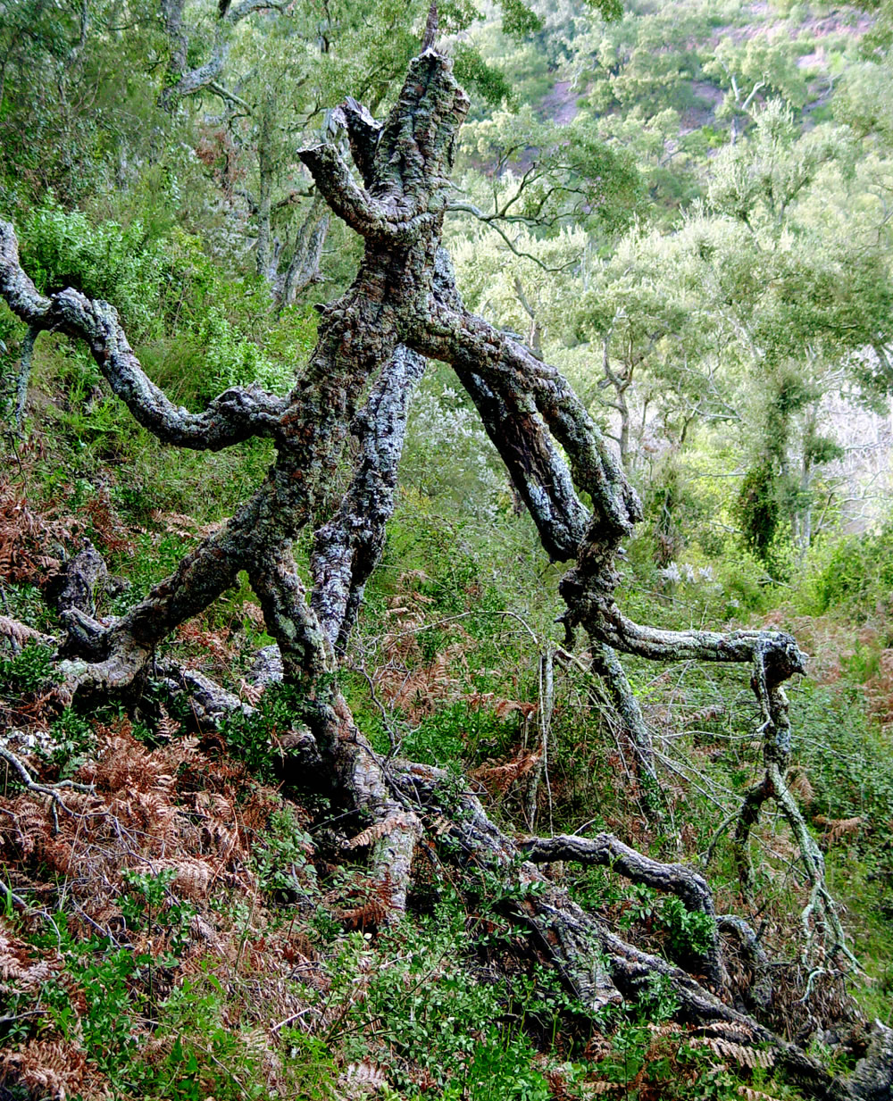 Un viaje mágico a la Sierra de Espadán