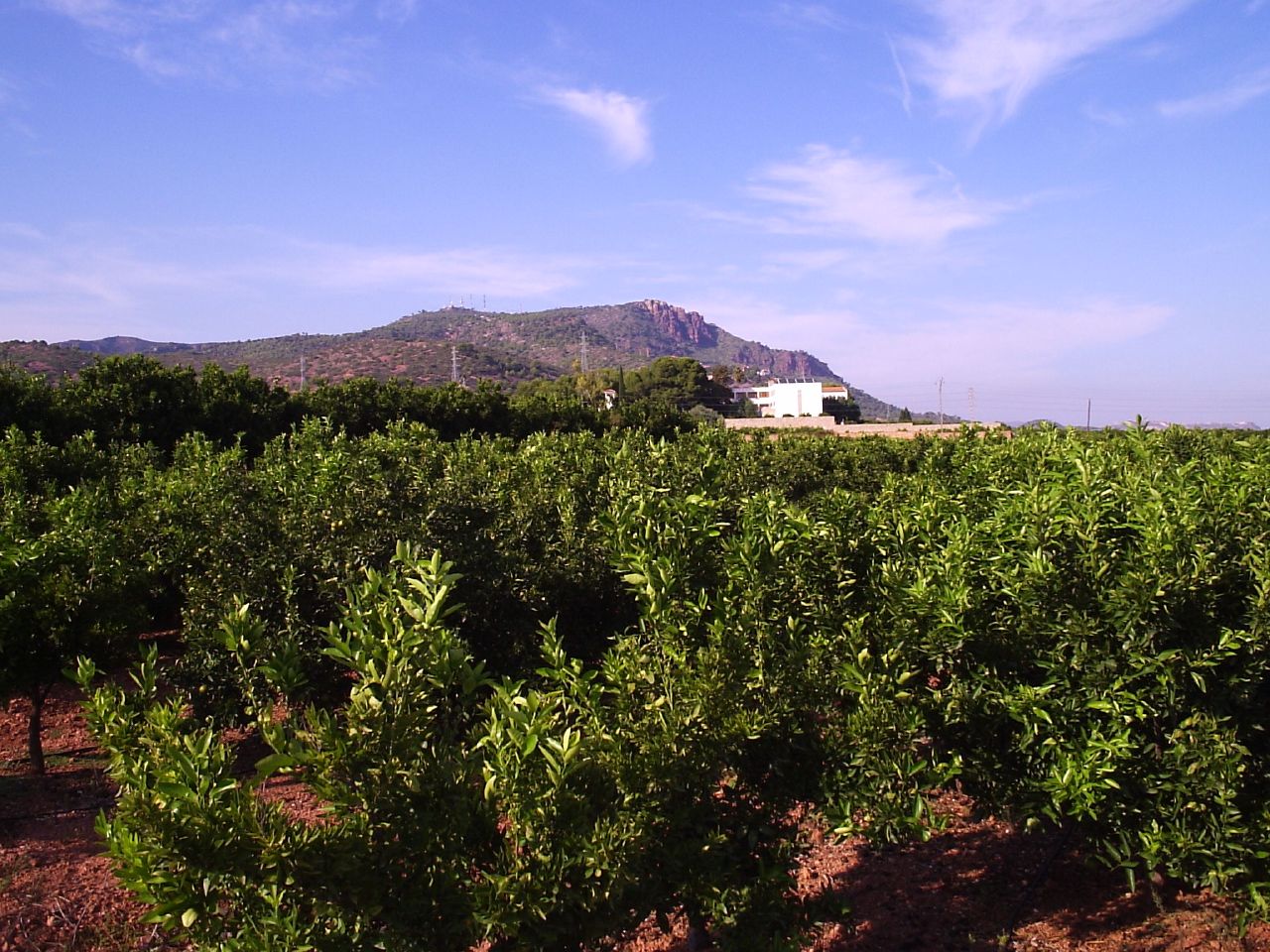 - Delicias naturales: Disfruta de la ruta desde Tarongers hasta la majestuosa Creu y Piló de Ventura en Ador