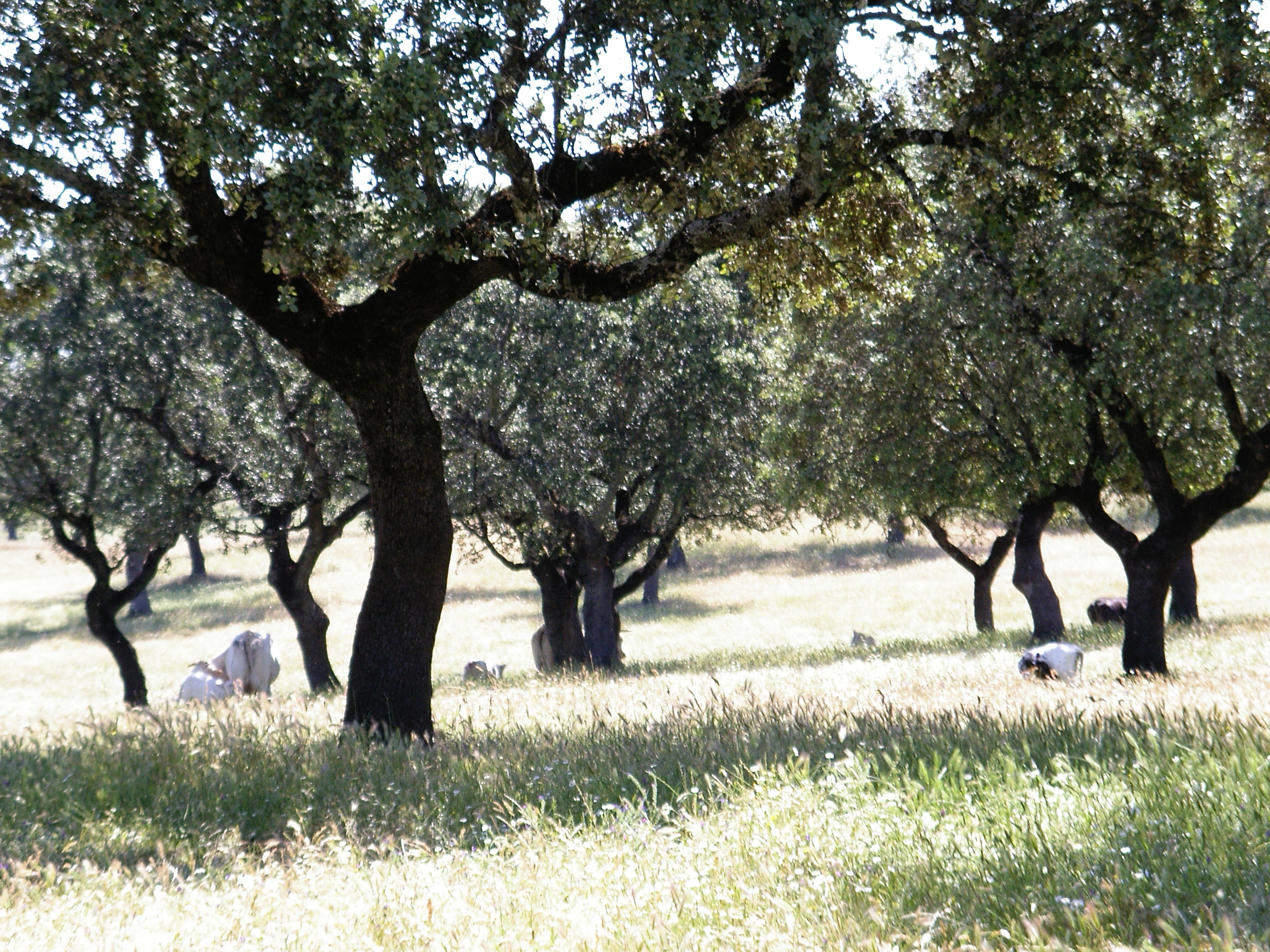 3. Rutas de senderismo imprescindibles: Recomendaciones para disfrutar al máximo de la belleza natural de Cortes de Pallás