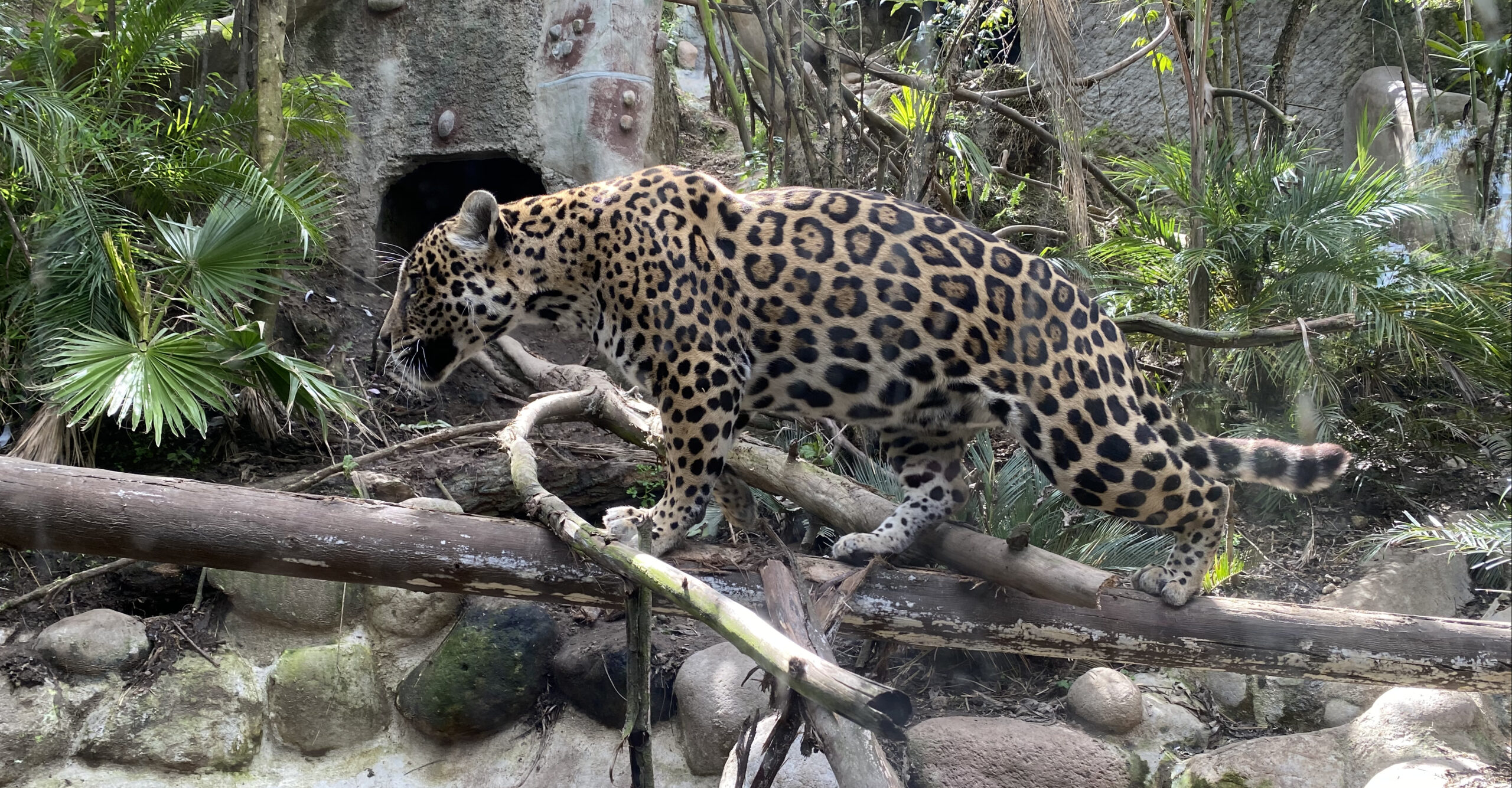 5. Más que un santuario, una experiencia enriquecedora: descubre cómo este refugio felino transforma vidas