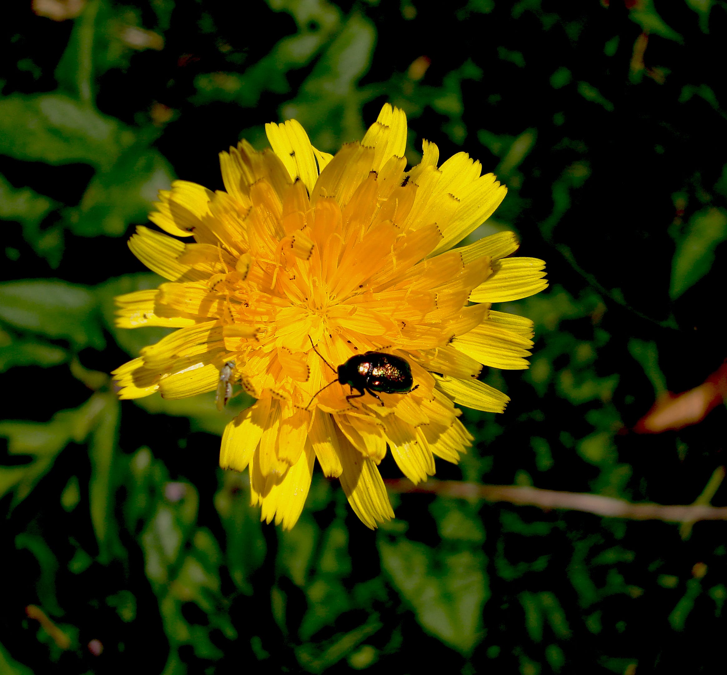 Cortes de Pallás: Un Paraíso Escondido en el Corazón de la Naturaleza