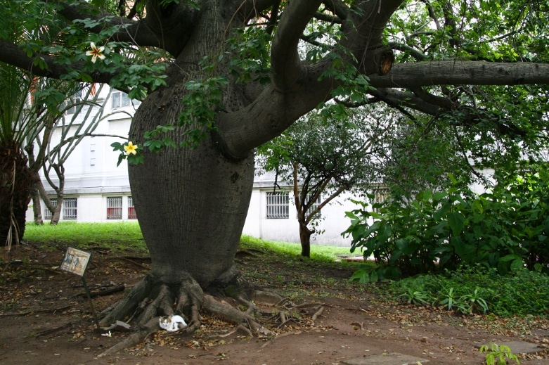 El enigmático bosquecillo de los «barrigudos»: un rincón mágico en Valencia