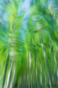 Jalance: Encanto renacido en Los Chopos, joya natural