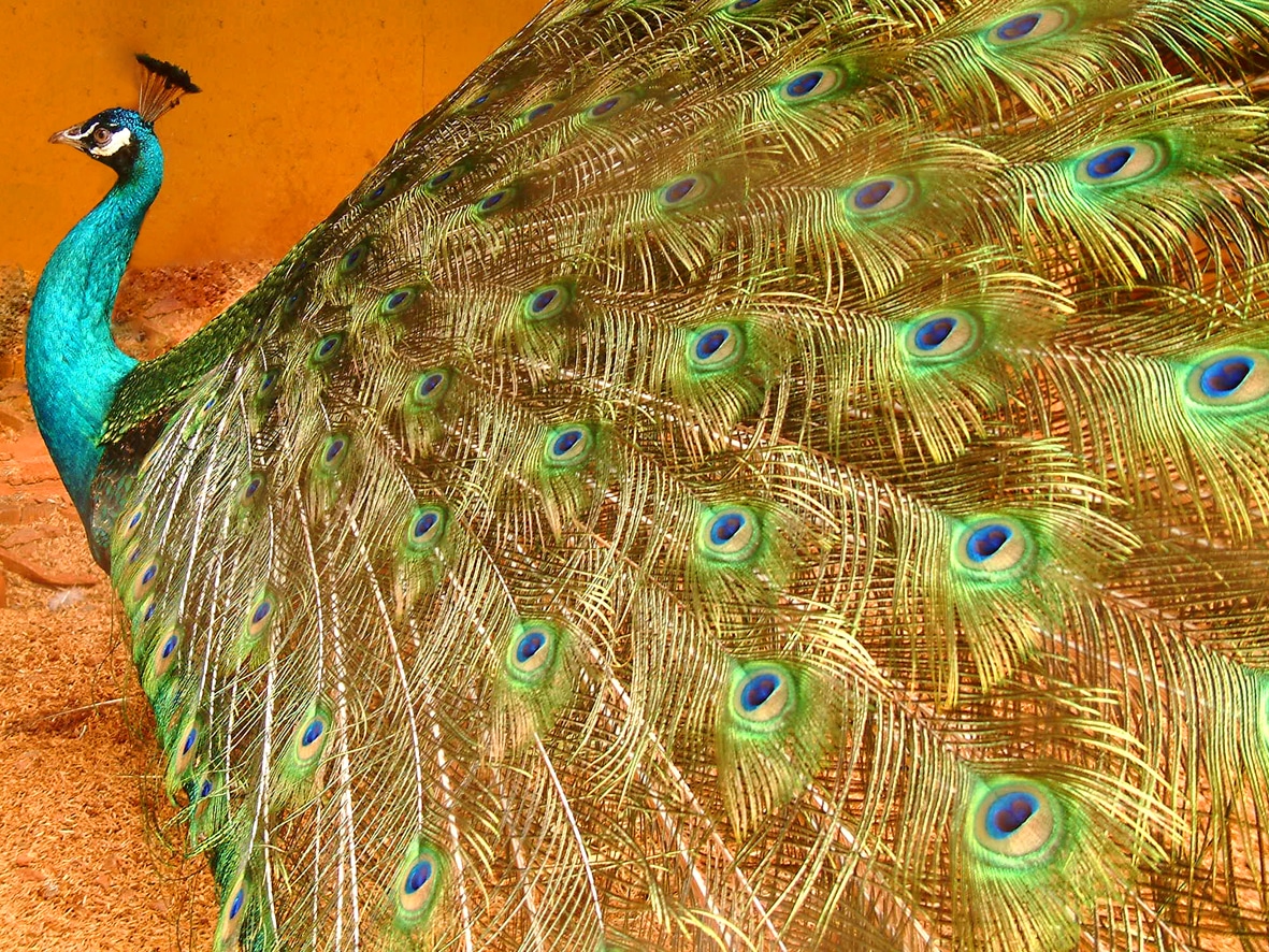 El Motor de Gestalgar: Joya Natural donde la Naturaleza Despliega su Esplendor