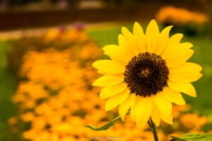 La mágica guarida del «Chocho»: Tesoro oculto de sorpresas épicas