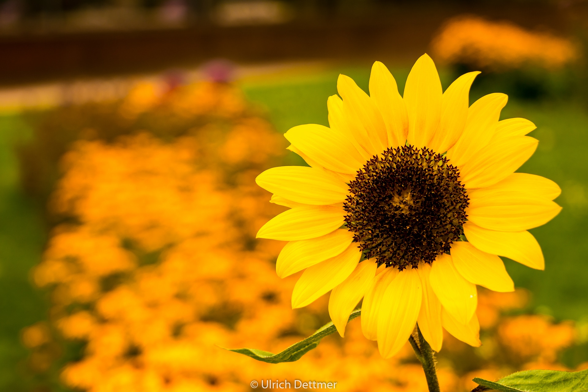 La mágica guarida del «Chocho»: Tesoro oculto de sorpresas épicas