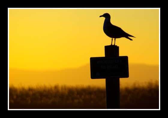 Esplendor en la Albufera: El encanto instaurado en El Puerto de Catarroja