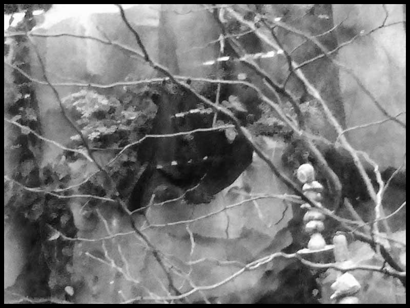 Misterios y aventuras en La Cueva del Murciélago: Un tesoro envuelto en leyendas