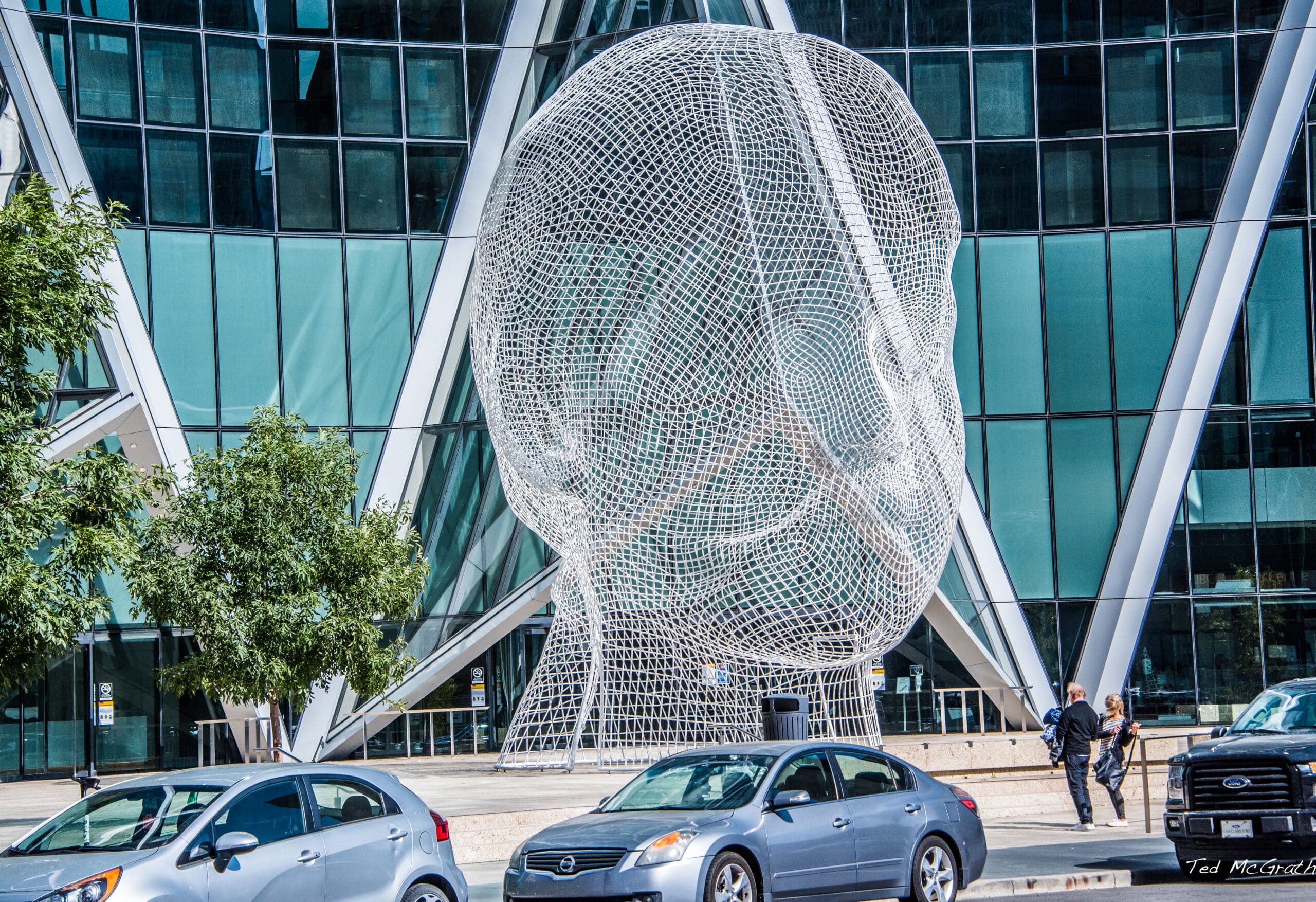 El Ficus de la Coincidencia: Unía a Jaume I y su árbol guardian del Parterre