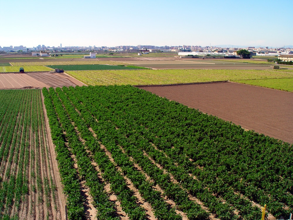 El esplendor de la huerta valenciana: deliciosos sabores y sorprendente belleza