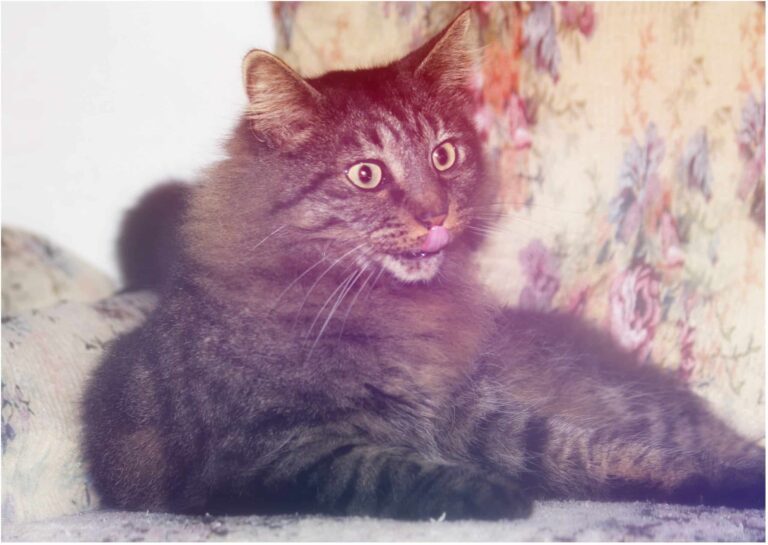 ¡Adéntrate en la Misteriosa Morada de los Mininos: El Exquisito Refugio Felino de Valencia!