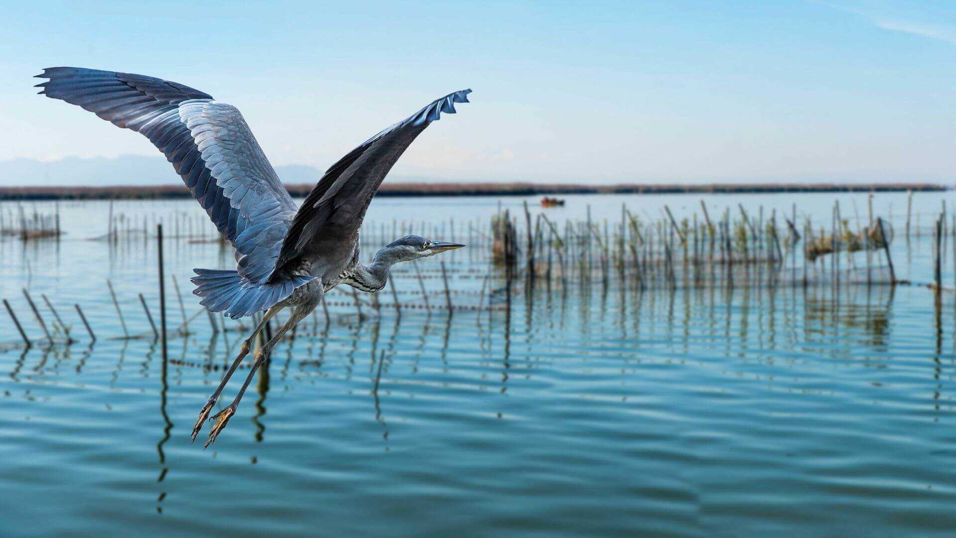 Albufera-fauna