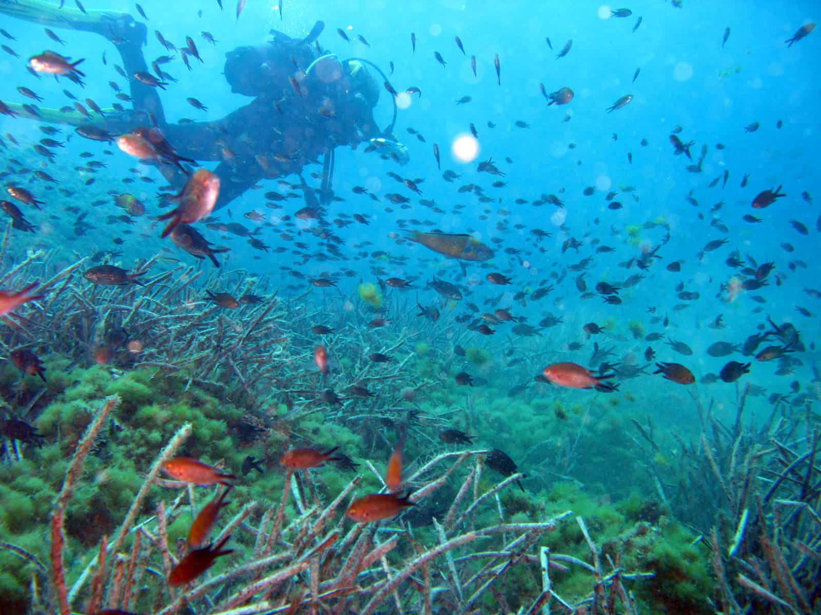 Cala-raco-buceo-2