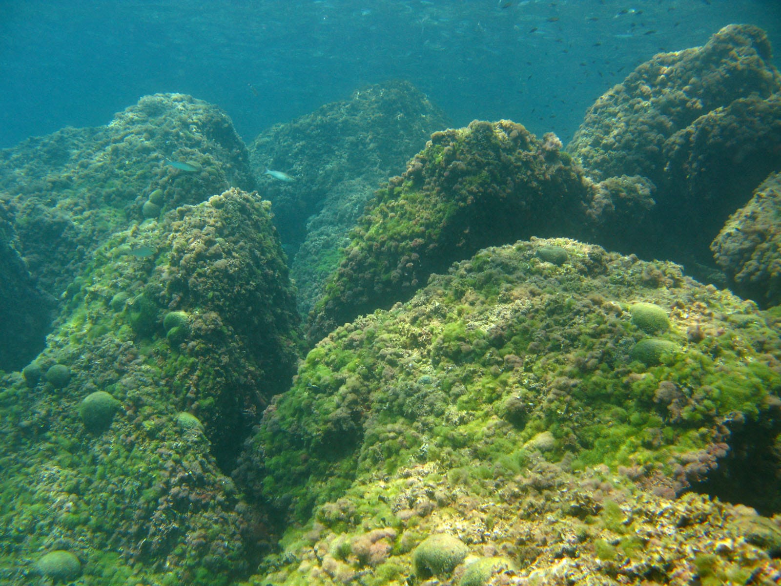 Cala-raco-buceo-4