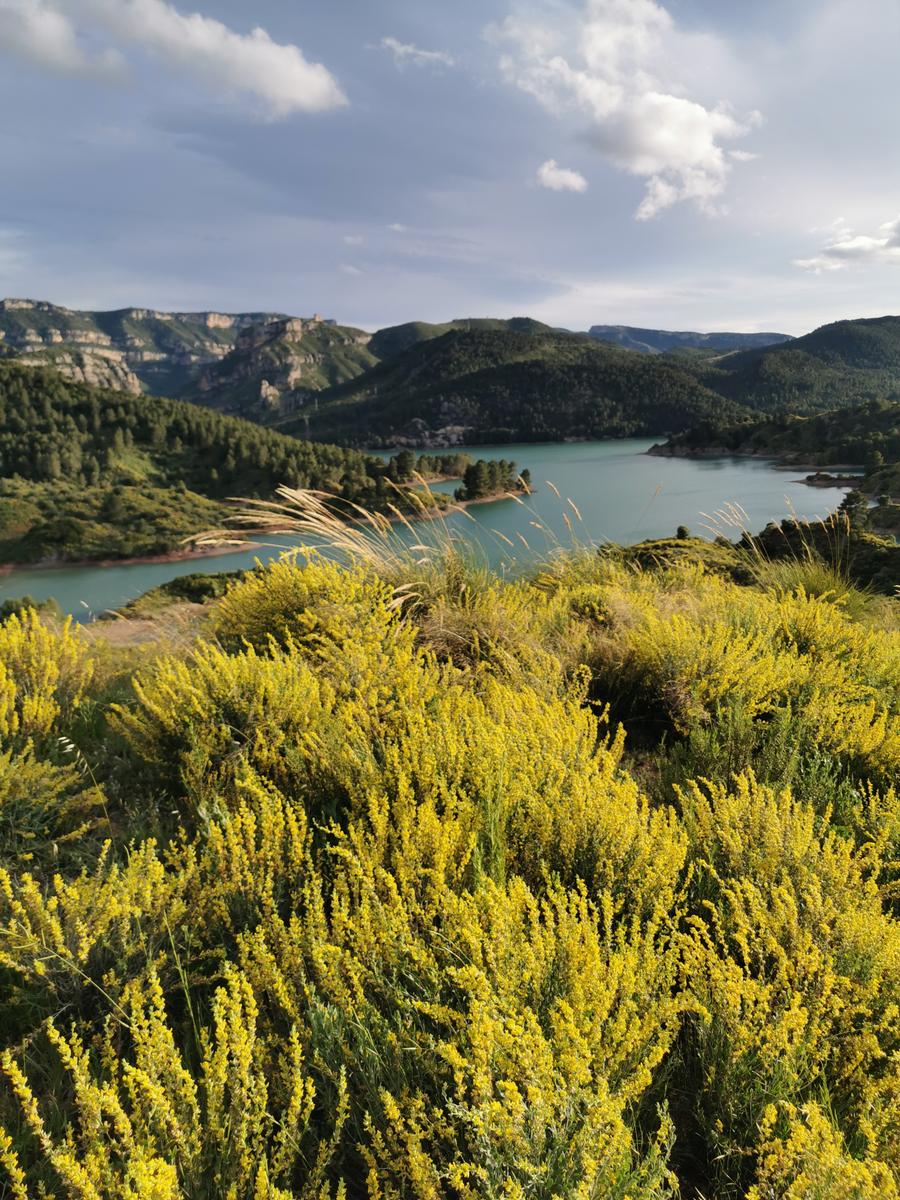 Campos Silvestres de Albaidas