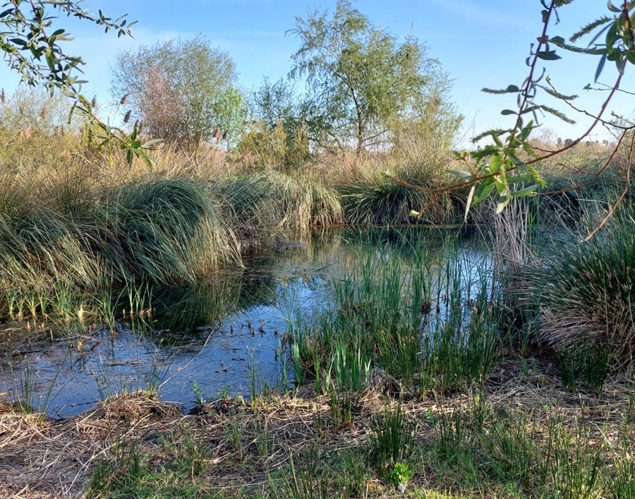 El Ullal del Bovetar en Guardamar de la Safor, Valencia