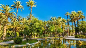 El-palmeral-de-Elche