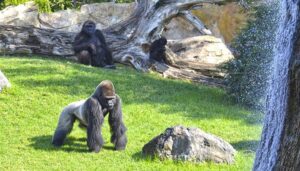 Experiences-valencia-conoce-Valencia-Bioparc