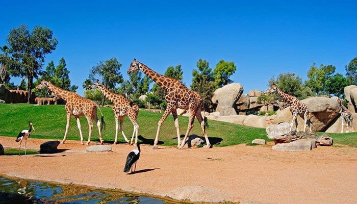 Experiences-valencia-conoce-Valencia-Bioparc