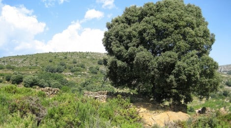 La Carrasca de Culla