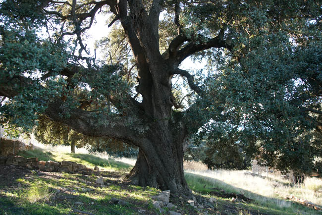 La Carrasca de Culla