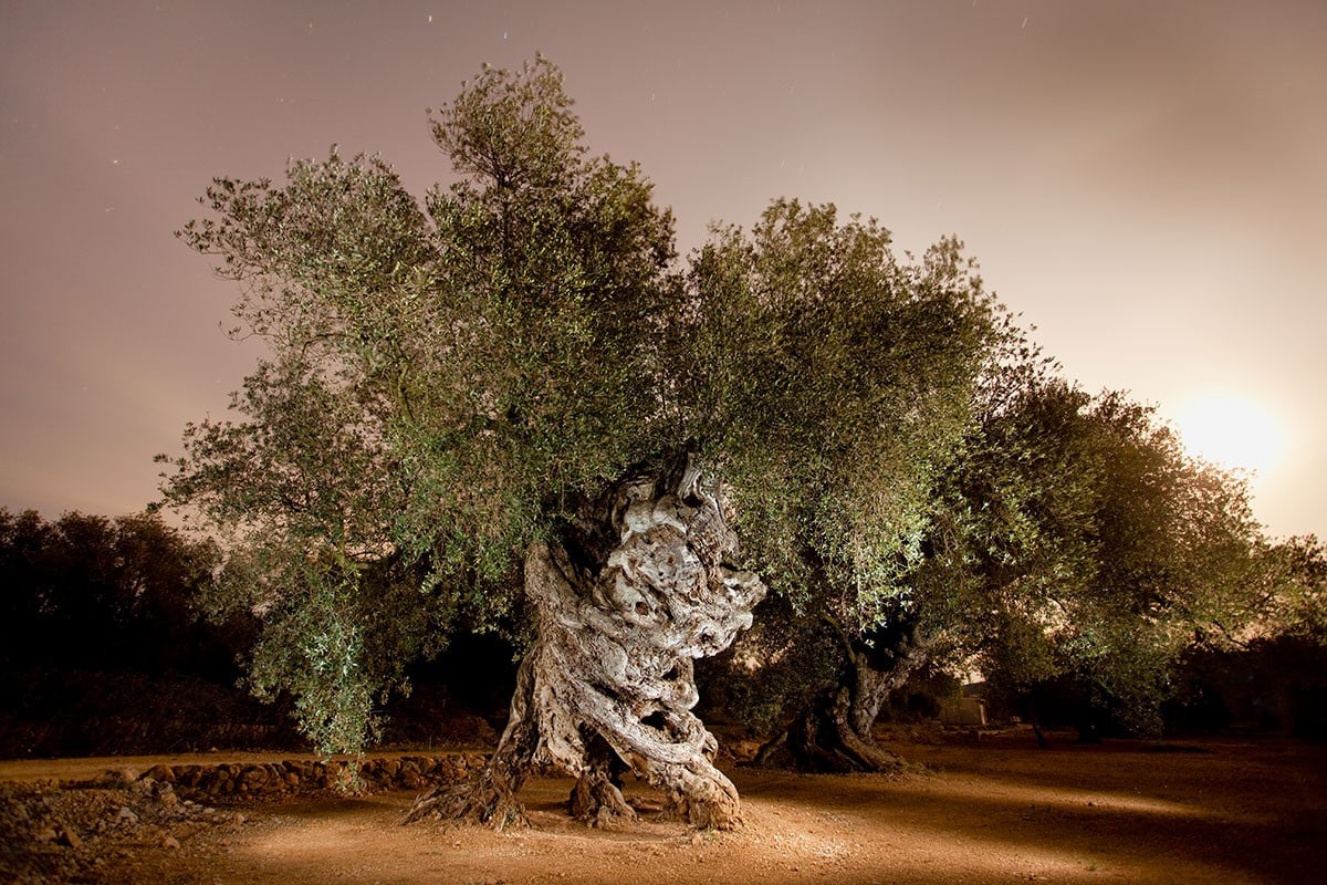 La Olivera de Les Quatre Potes