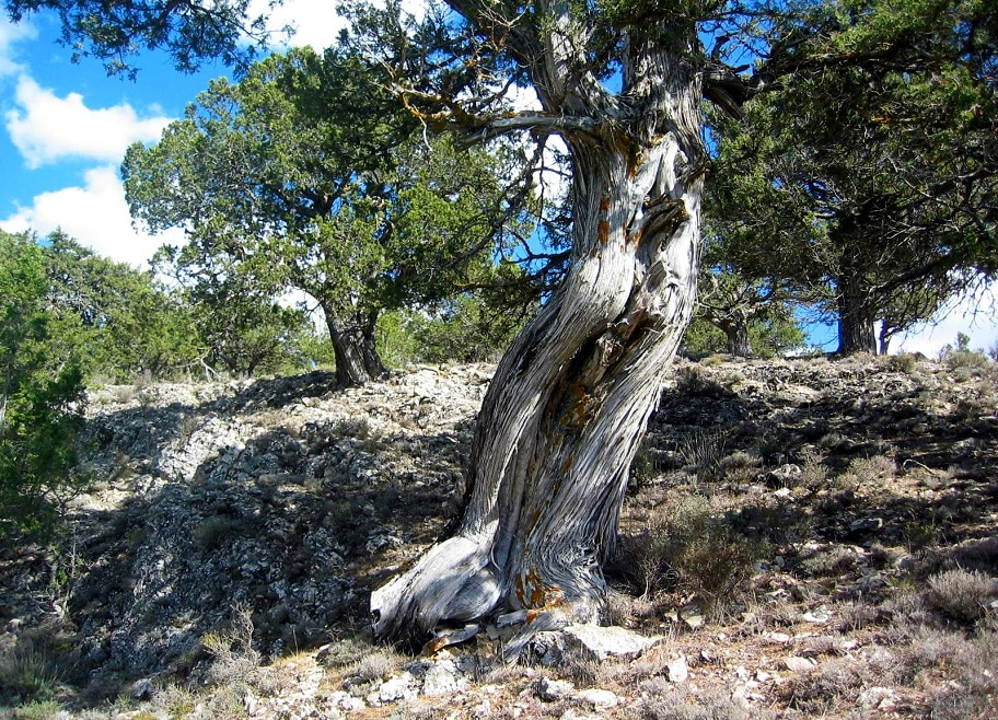 Las-Blancas-Puebla-San-Miguel