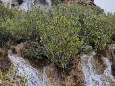 Les Tosquetes y el Salt de Santa Anna en Albaida, Valencia