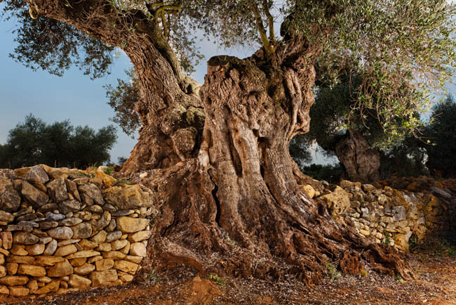 Museo Natural de Olivos Milenarios en Jana, Castellón