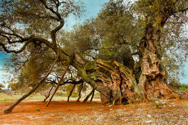 Museo Natural de Olivos Milenarios en Jana, Castellón