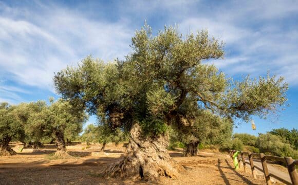 Museo Natural de Olivos Milenarios en Jana, Castellón