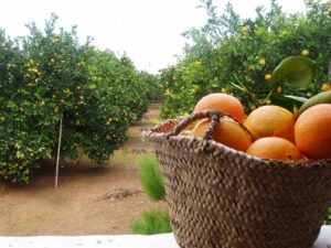 Naranjas-2