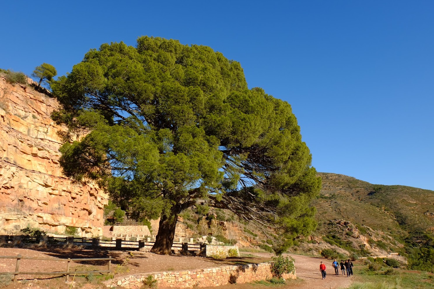 Pi de Salt, Naquera