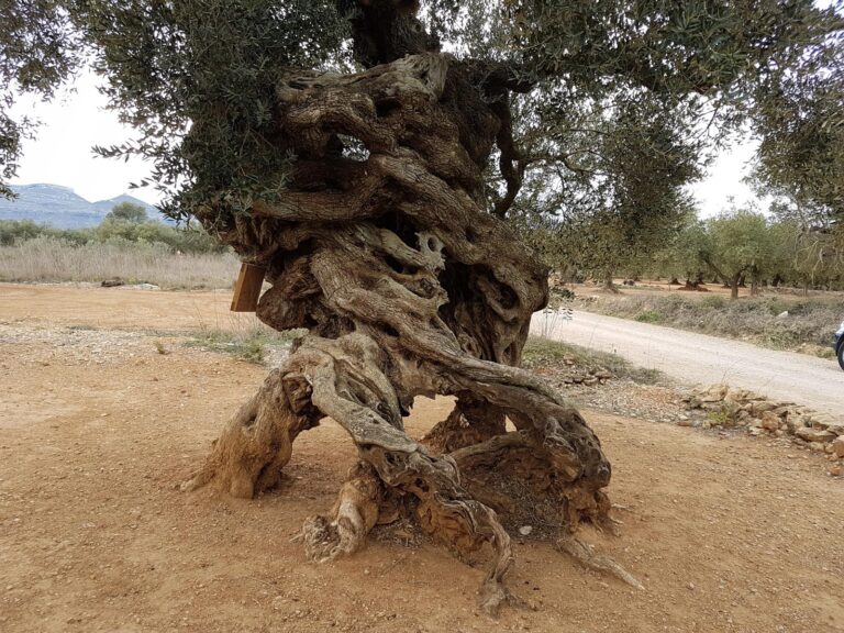 Quatre-potes