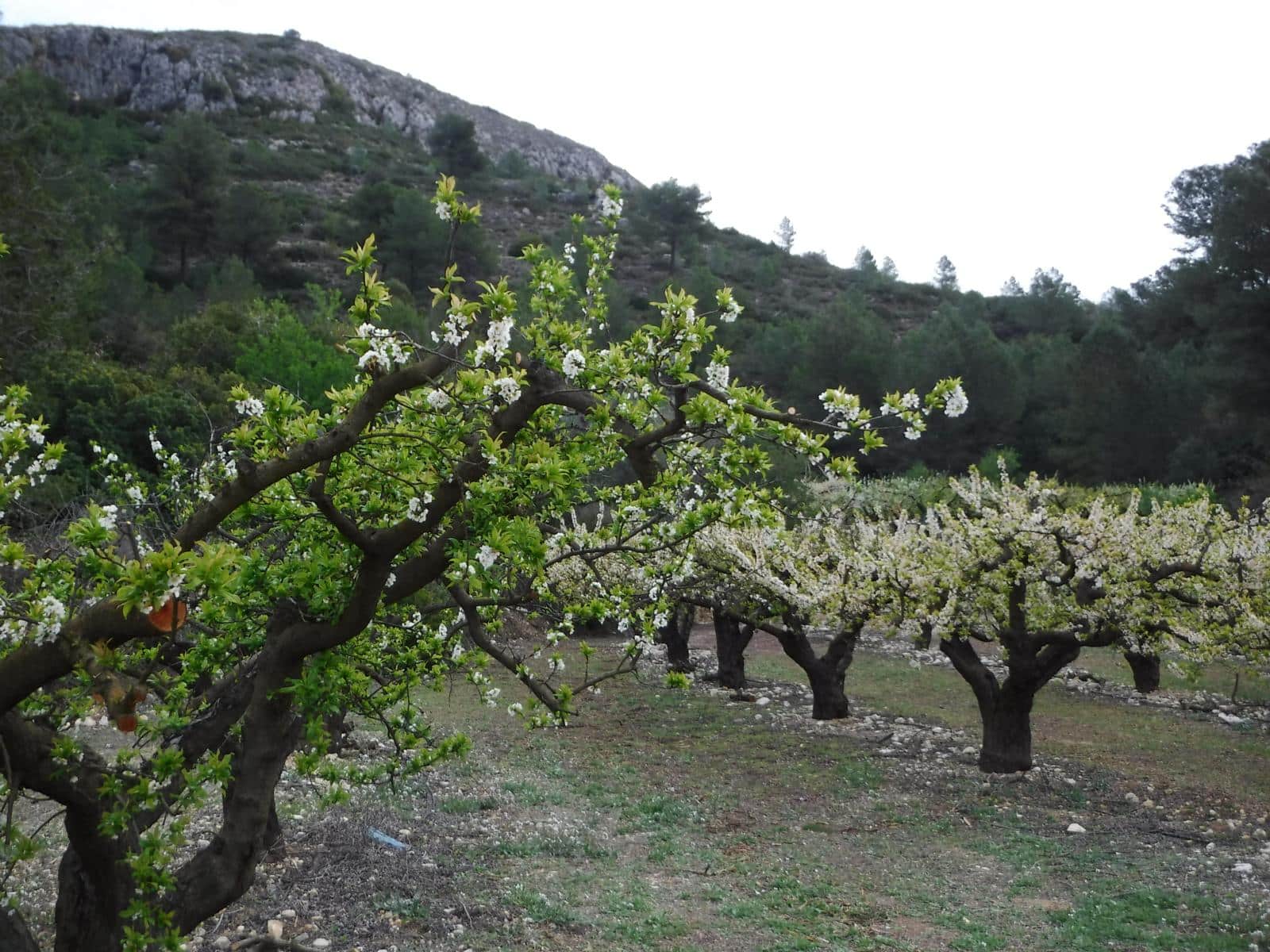 Ruta-de-les-Fonts-de-Beniganim-3