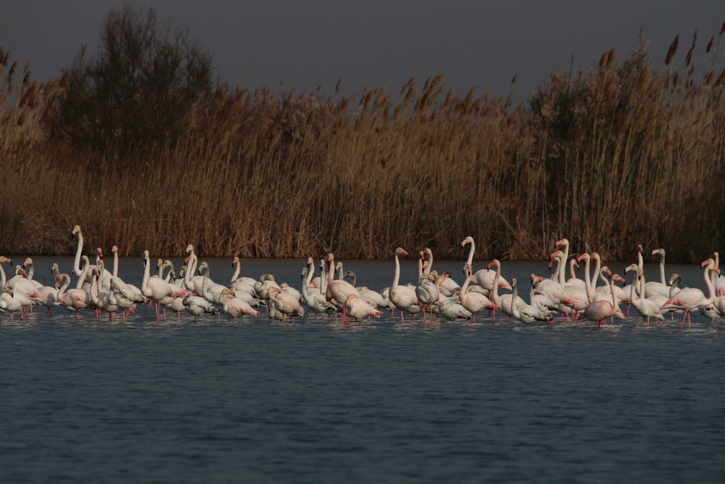 Tancat-de-la-Pipa-Albufera-1