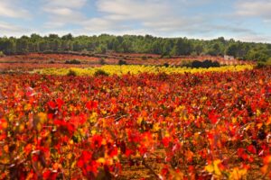 Tierra Bobal en Utiel Requena, Valencia