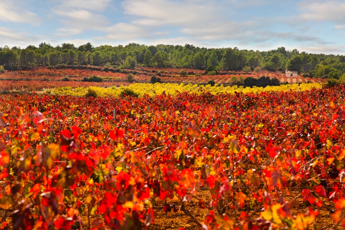 Tierra Bobal en Utiel Requena, Valencia