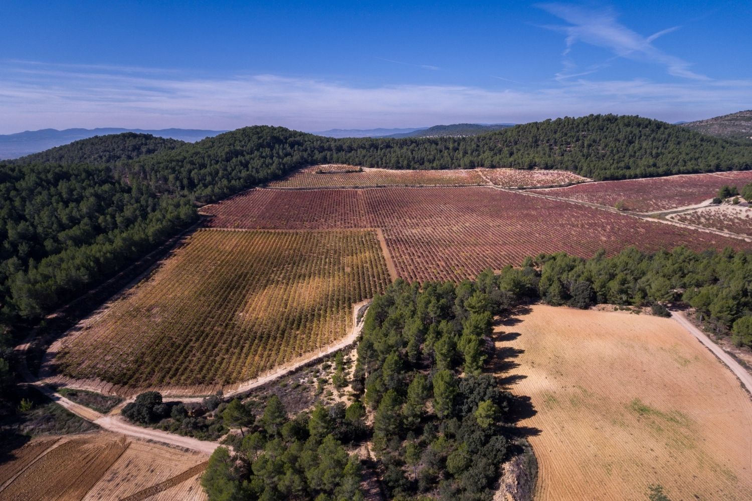 Tierra Bobal en Utiel Requena, Valencia