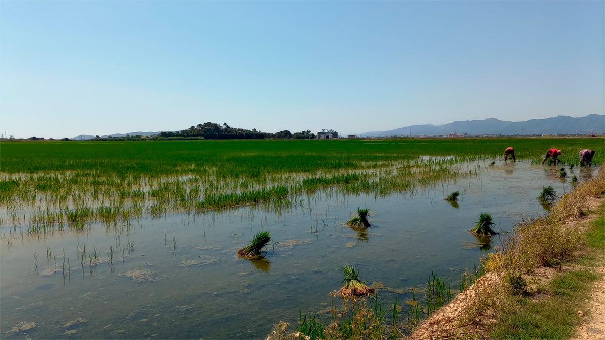 arrozal-albufera