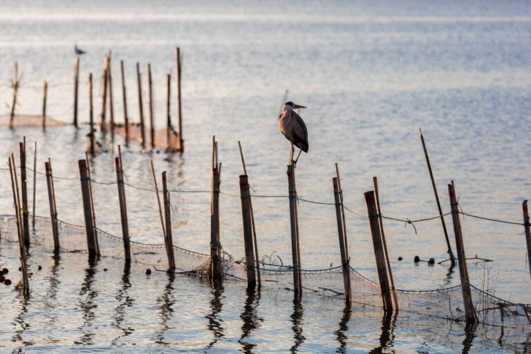 albufera-valencia