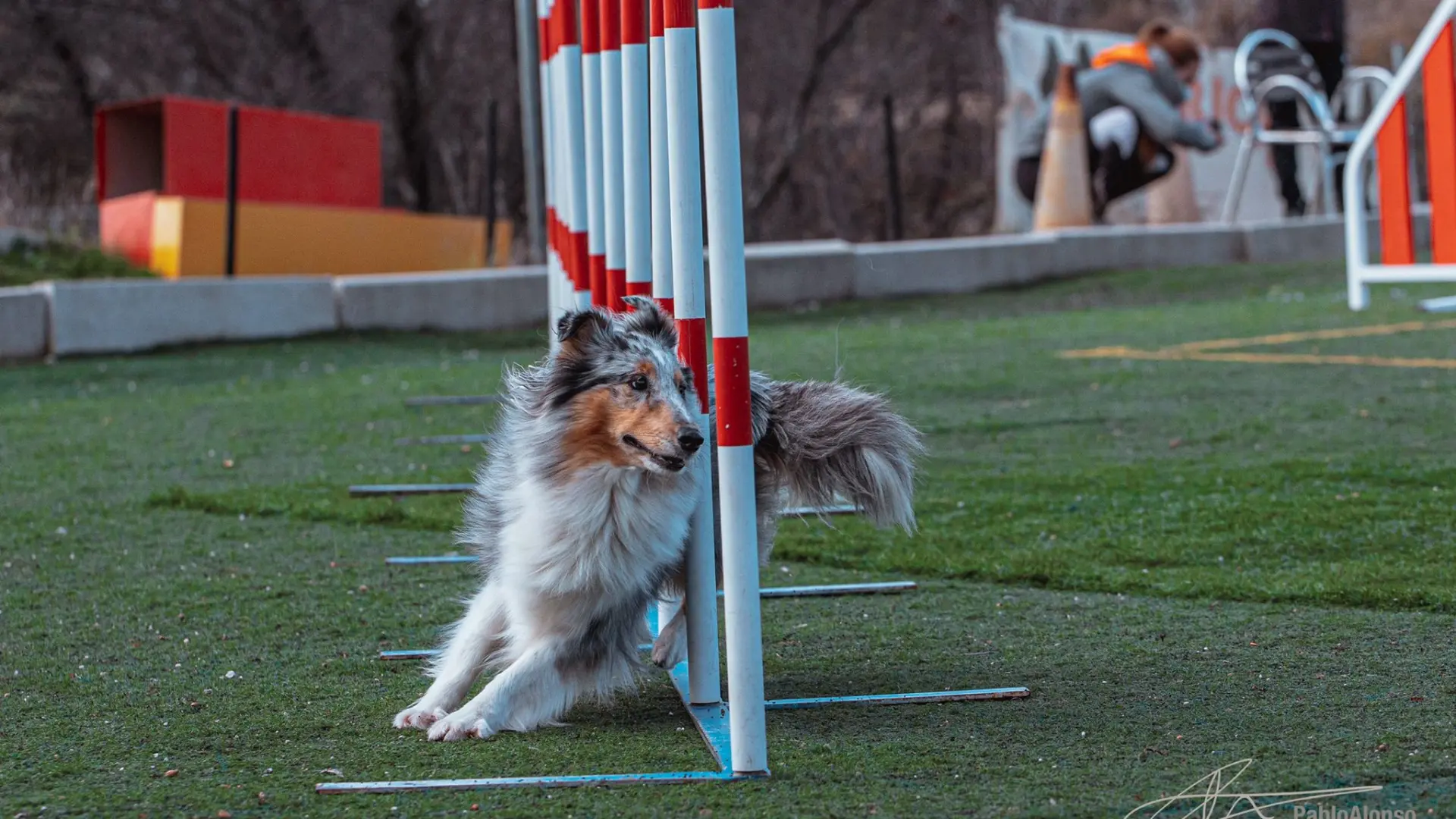 centro-canino-agility