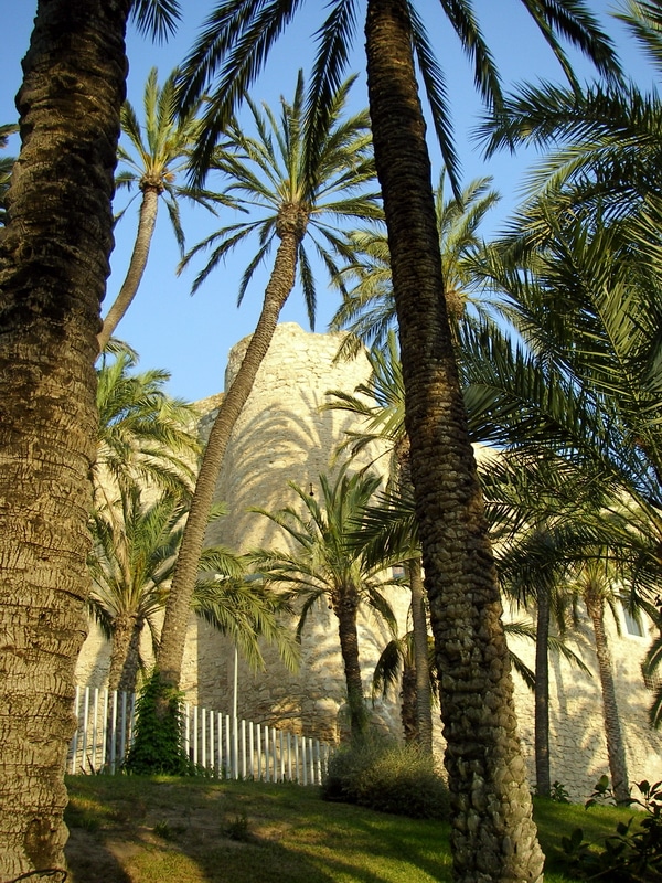 El palmeral, Elche