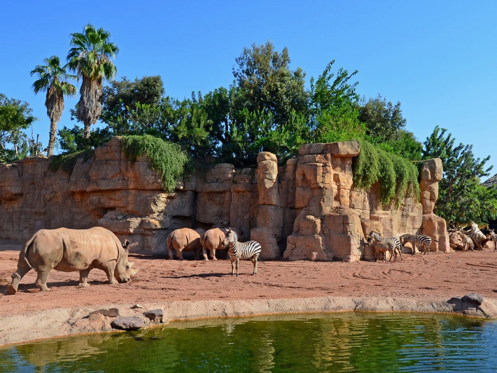 Bioparc | Experiences valencia