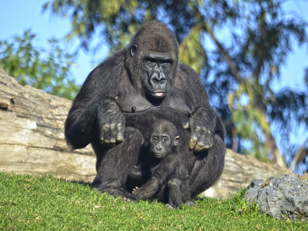 Bioparc | Experiences Valencia