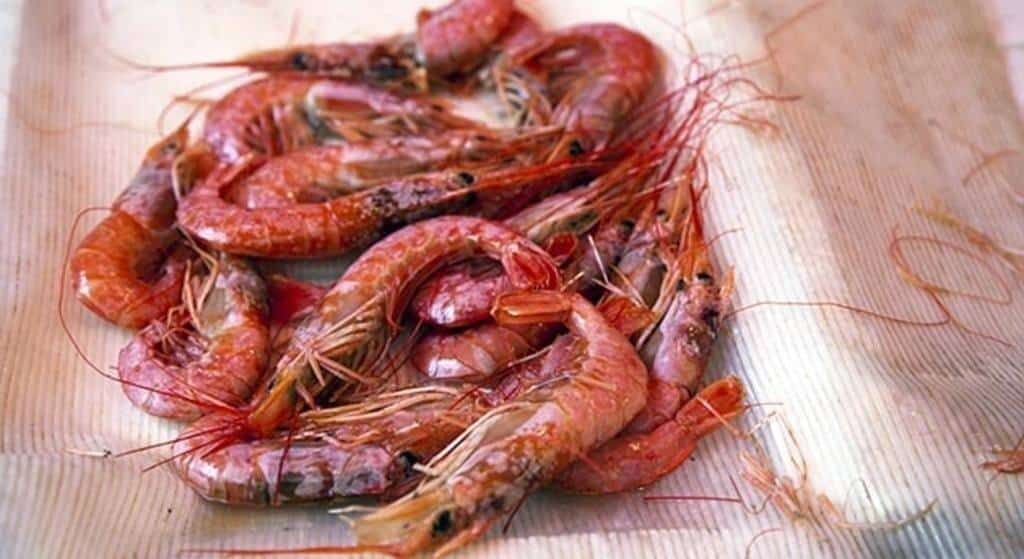 gamba-roja-de-Calpe